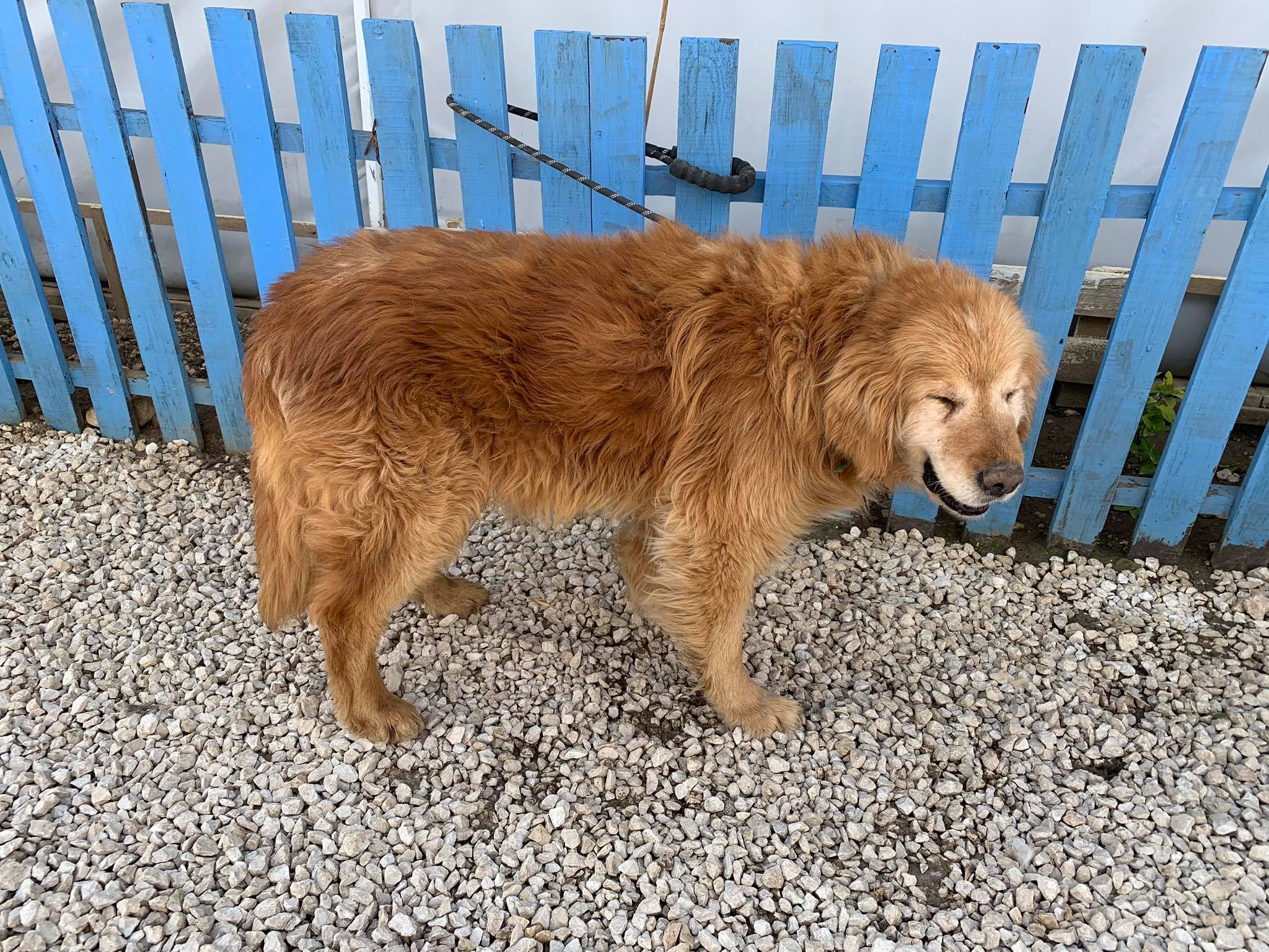 Kebob aka Bob (fka Cedar) 